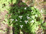 4.1.06 Dogwood & Alder Trail in Forest Park 006 